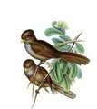 paradoxornis_unicolore
