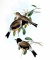 gros-bec_migrateur