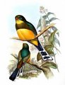 trogon_de_reinwardt