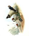 hirondelle_fluviatile