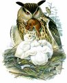 grand-duc_d_europe