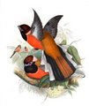 trogon_de_diard