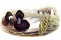 fuligule_milouinan