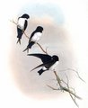 hirondelle_du_nepal