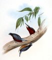 sittelle_a_ventre_marron
