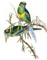 perruche_de_barnard