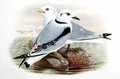 mouette_tridactyle