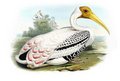 tantale_ibis
