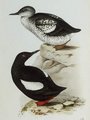 guillemot_a_miroir