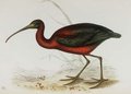 ibis_falcinelle