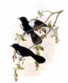 monarque_noir