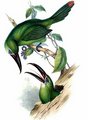 toucanet_de_derby