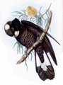 cacatoes_de_baudin