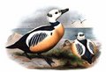 eider_de_steller