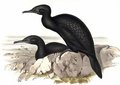 cormoran_noir