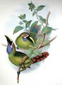 toucanet_a_gorge_bleue