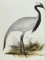 grue_demoiselle