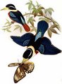 martin-chasseur_de_gaudichaud