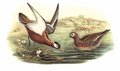 phalarope_a_bec_large