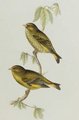 cardinal_flavert