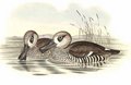 canard_a_oreilles_roses