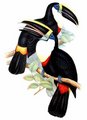toucan_a_culmen_jaune