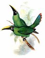 toucanet_a_gorge_noire