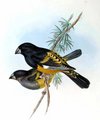 gros-bec_a_ailes_blanches