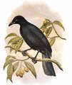 paradisier_noir