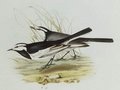 bergeronnette_lugubre