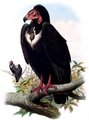 vautour_royal
