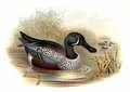 canard_bride_1g