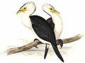 cormoran_pie