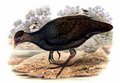 megapode_de_freycinet