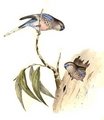 perruche_de_bourke