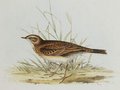 pipit_de_richard