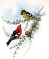 bec-croise_bifascie
