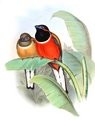 trogon_a_nuque_rouge