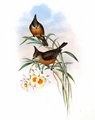 mesange_des_bouleaux