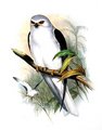 elanion_blanc