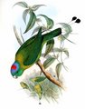 palette_de_cassin
