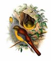 trogon_a_poitrine_jaune