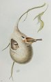 remiz_penduline