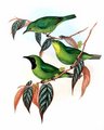 verdin_de_sonnerat