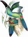 toucanet_a_croupion_rouge