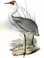 grue_brolga