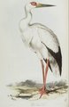 cigogne_maguari