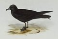 petrel_de_bulwer