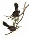 pomatostome_a_calotte_grise