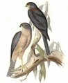 epervier_a_collier_roux